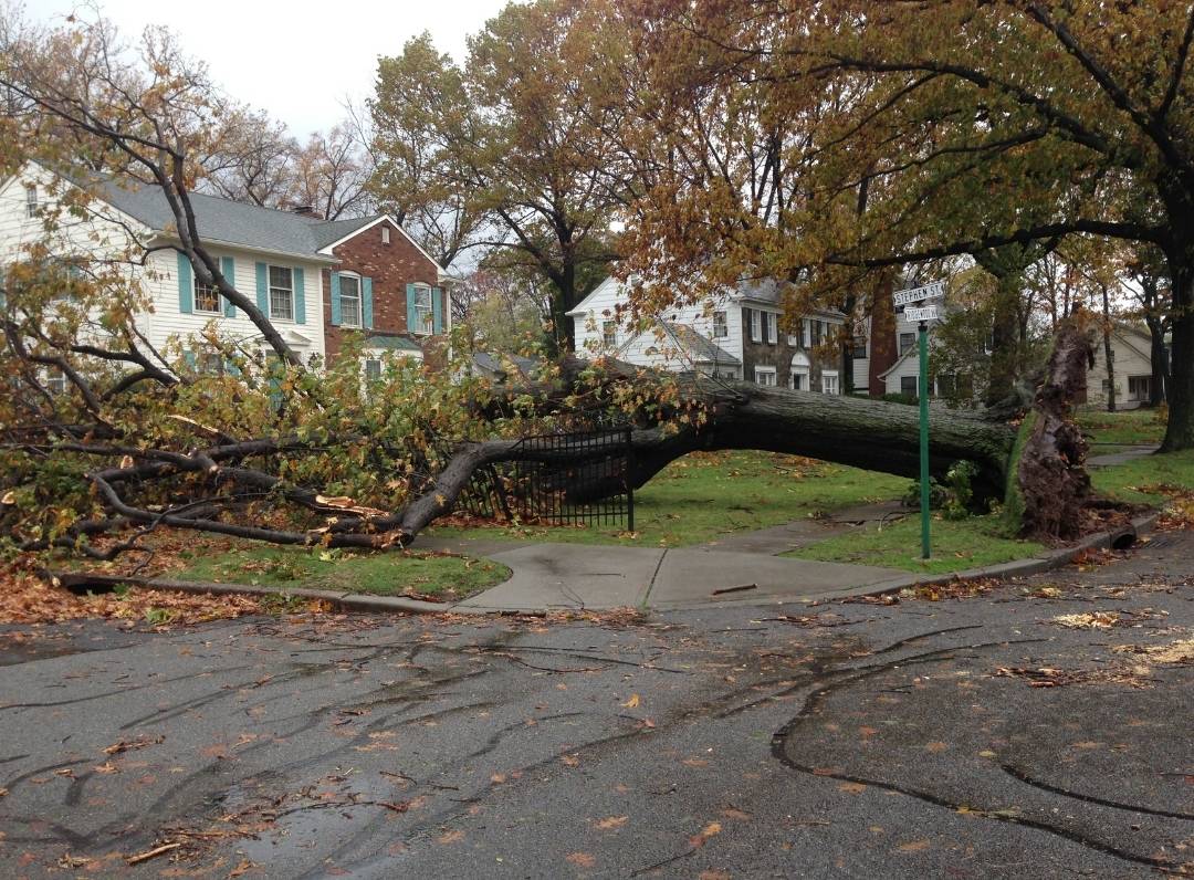 A fallen tree in Toledo Ohio destroys a homeowners fence