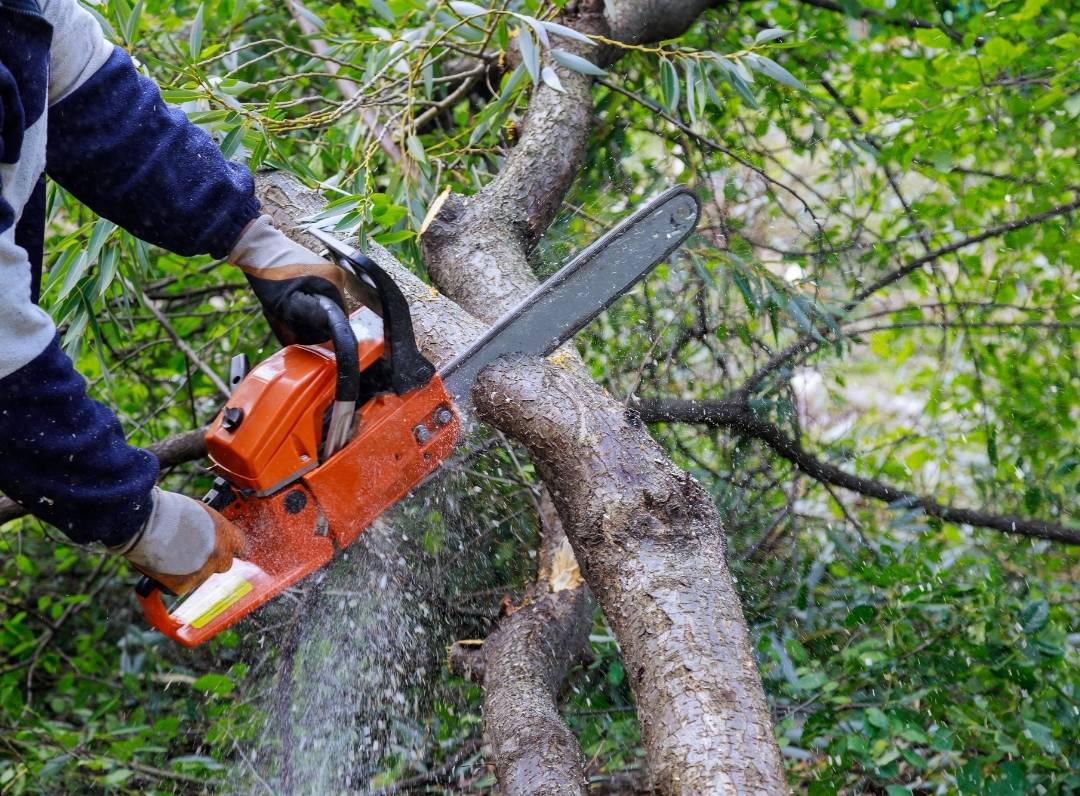 Extreme Tree Service Toledo Tree Trimming in Action