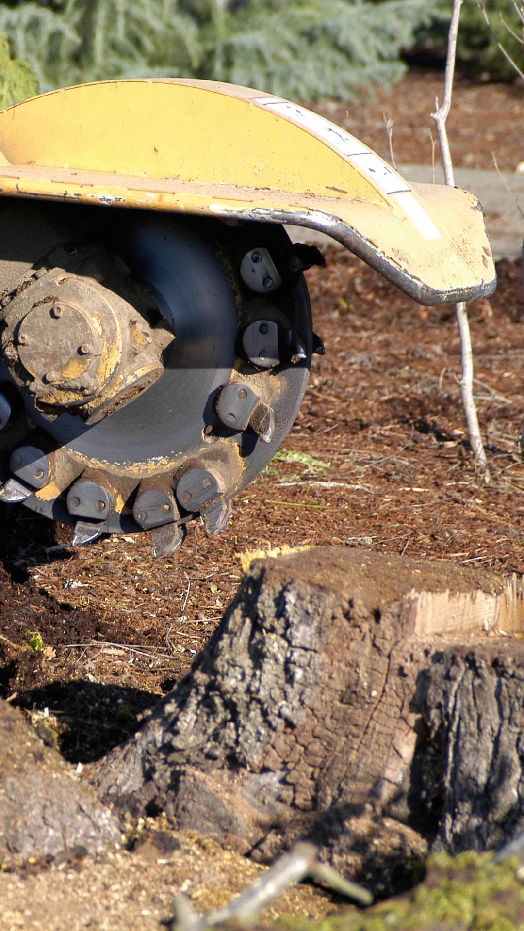 Extreme Tree Services is a top rated toledo stump grinding and tree stump removal company. A tree stump grinder is removing a stump in this image