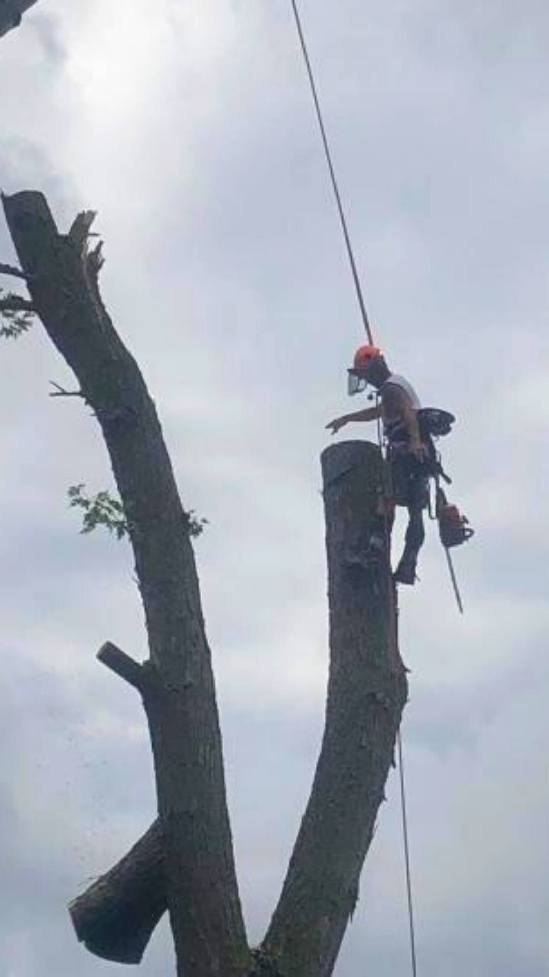 Top Rated Toledo Ohio Tree Removal Company removing a dangerous tree from a property