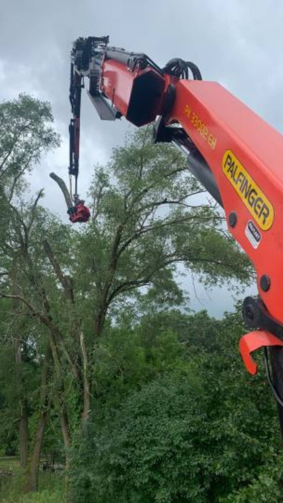 Top Rated Toledo Tree Trimming Service In action